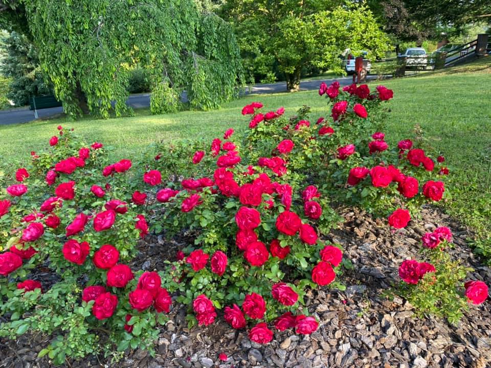 195036457_1358219794557027_6706811493404519885_n