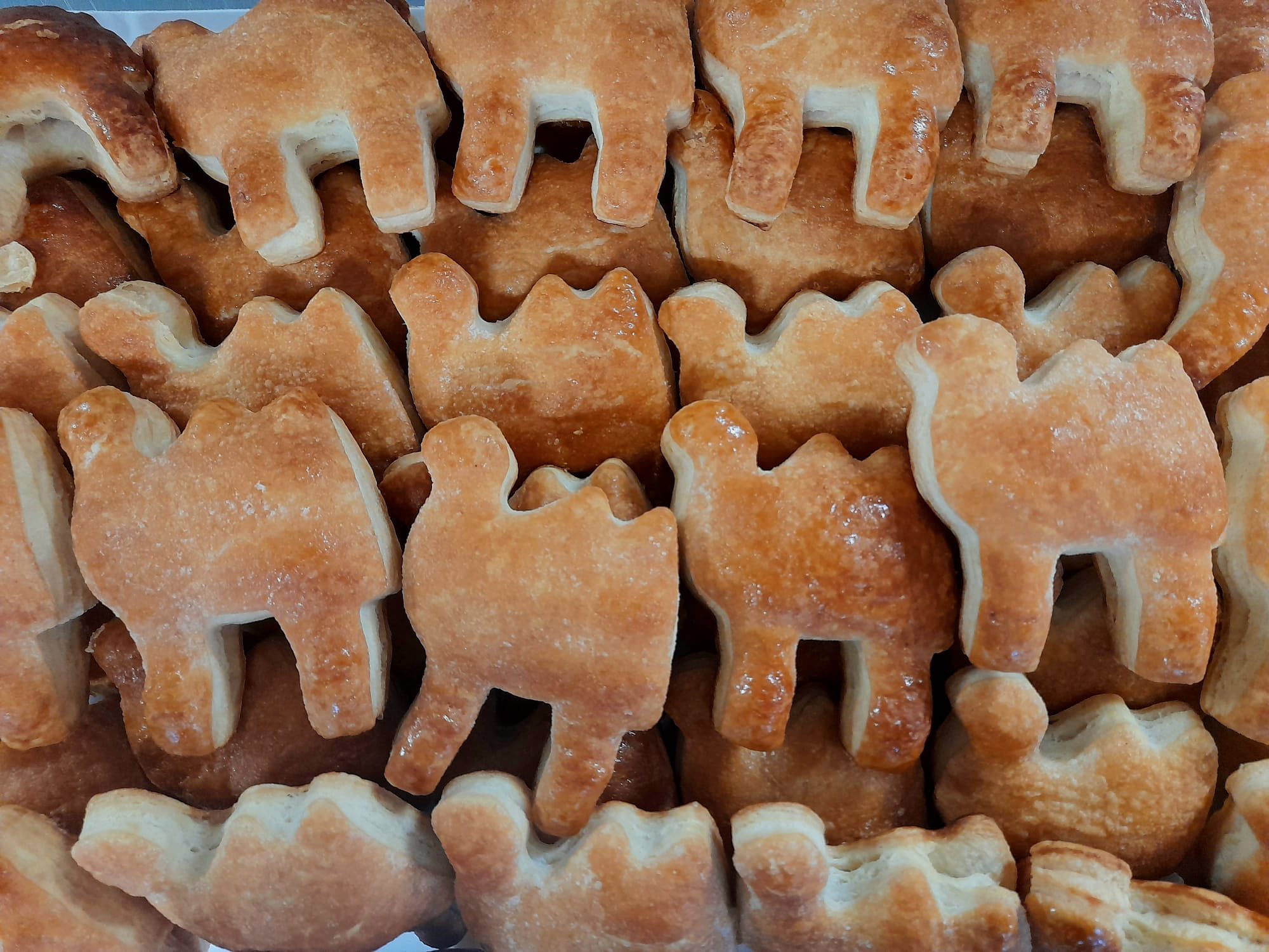 608959935_2570198096692518_6600165703542782891_n